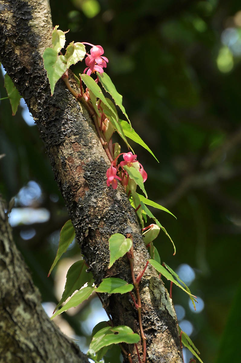 B. binuangensis